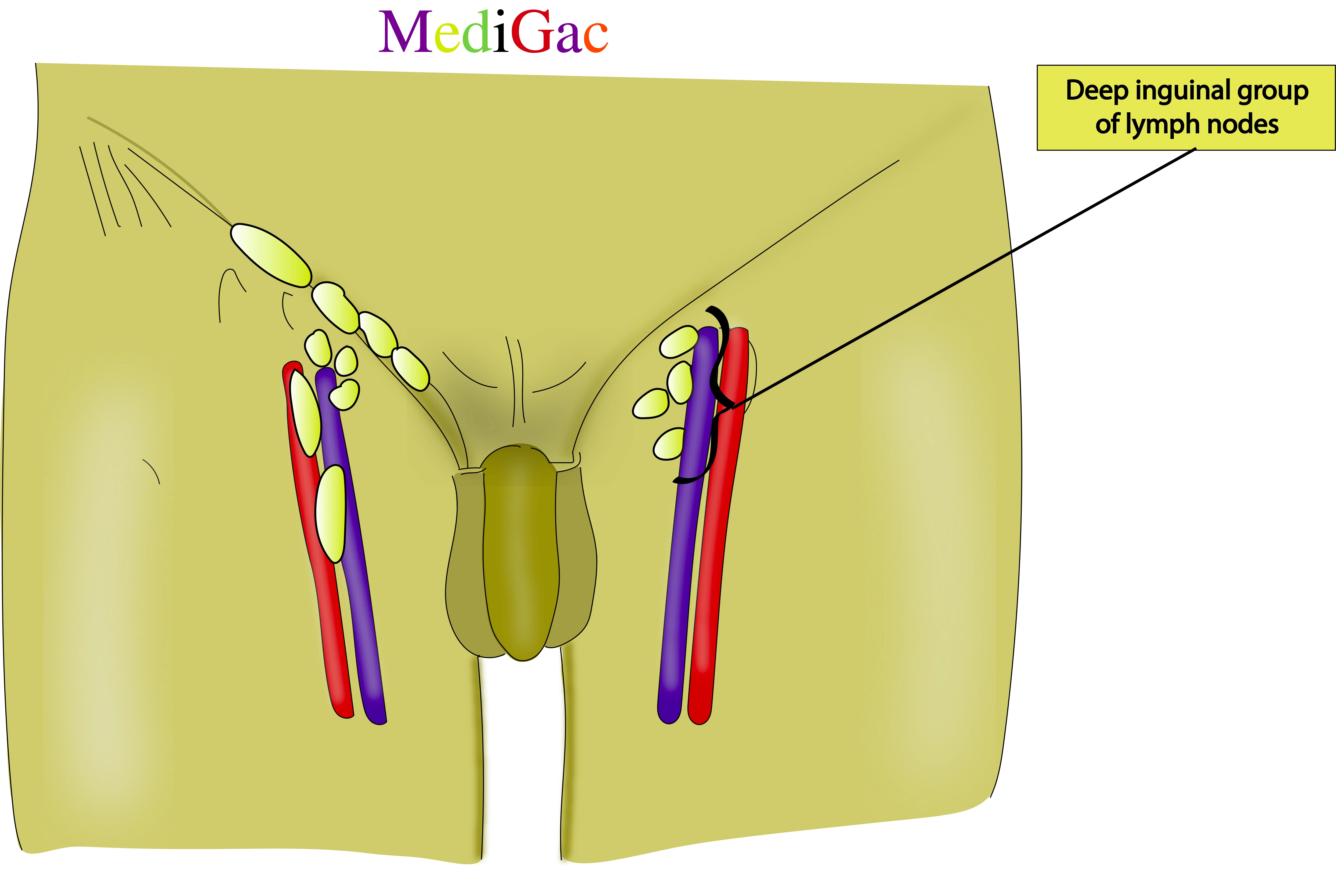 Deep inguinal lymph nodes